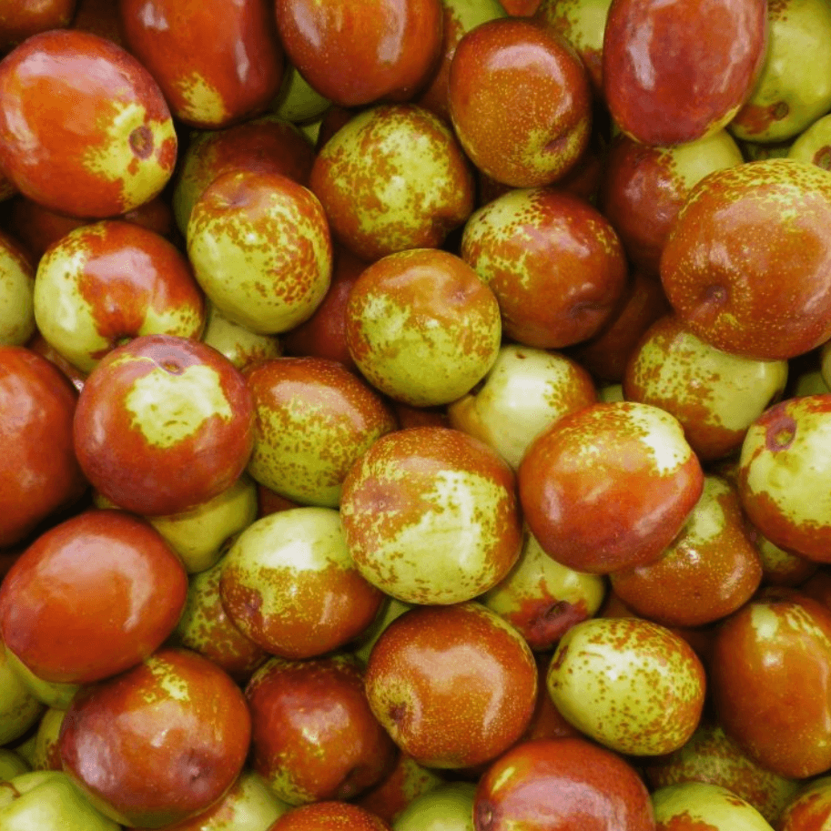 Produces Fruits – NNplant