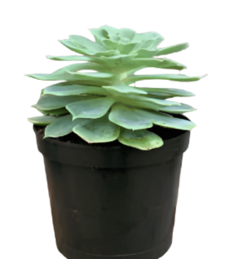 1 qt pot plant Echeveria Imbricata 1 Quart Blue Lotus Soil Succulent Rose Rossie Live – NNplant