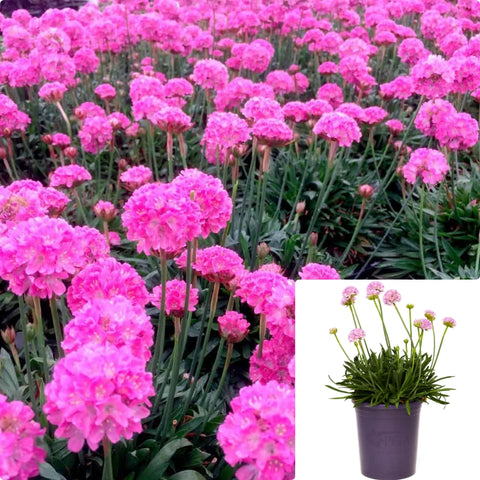 Armeria Dreameria Daydream Plant Purple Pink  Daydream Thrift Plant Sea Pinks Plant Flower Live Plant 1 Gallon  Ht7