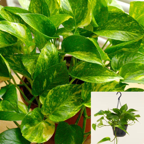 Pothos Golden 6Inches Pothos Golden Devil Ivy Epipremnum vine plant Hanging House live Plant Ht7 Best