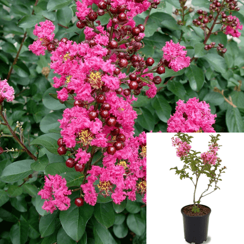 Lagerstroemia Fe Plum Magic 3Gallon Lagerstroemia Pink Flowers Japanese Crape Myrtle Tree Live Plant Ho7