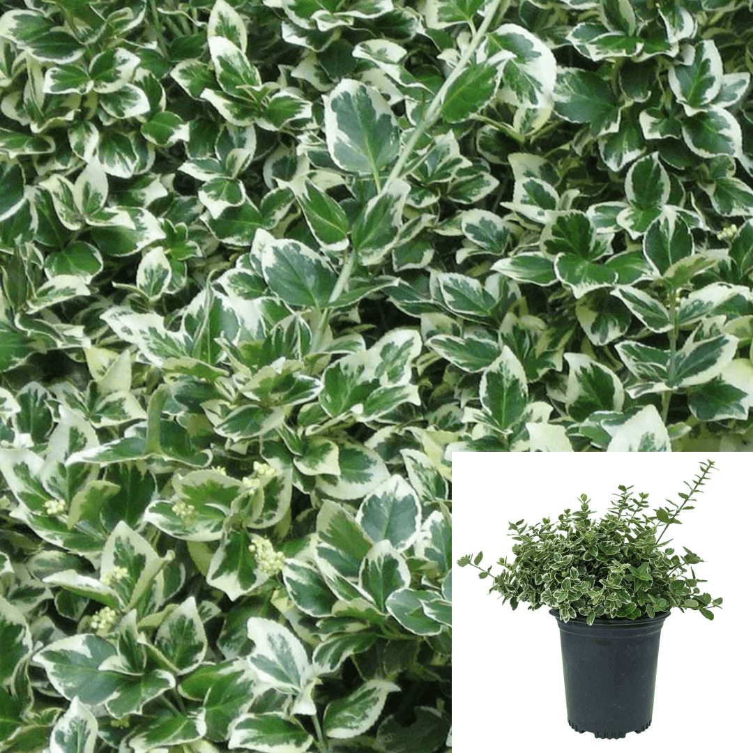 Euonymus Fort Emerald Gaiety 4 inches Fortunei Wintercreeper Live Plan –  NNplant