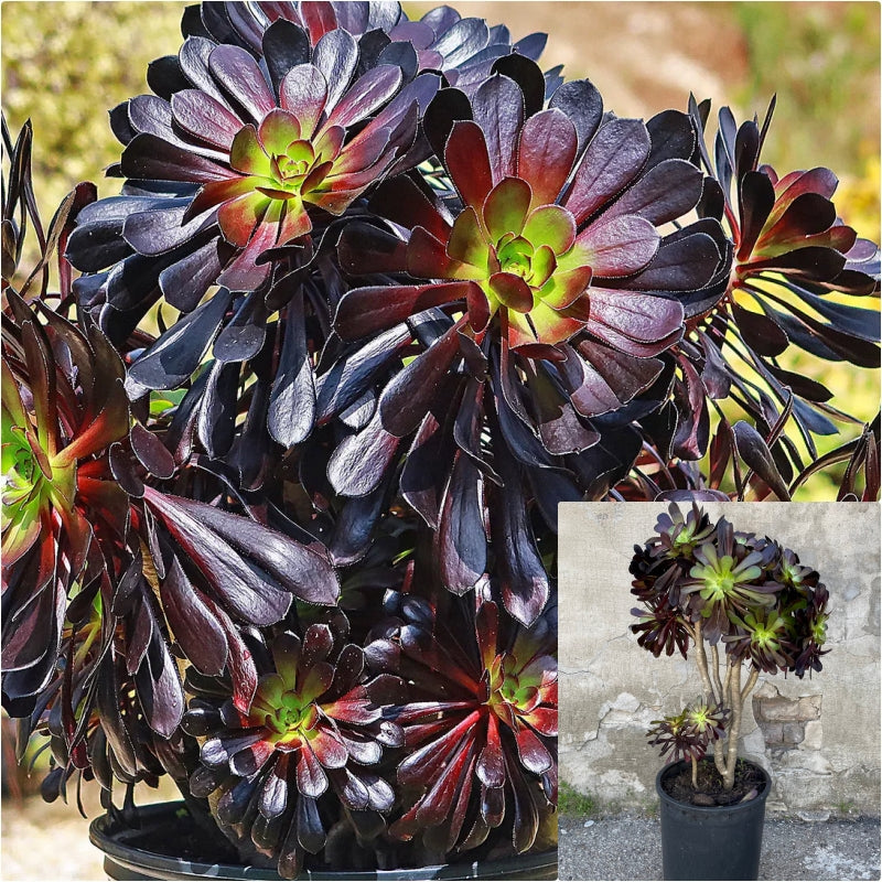 live succulent plant Aeonium Zwartkop 5 Gallon Succulents Plant Rose Beauty Tree Live Plant –  NNplant