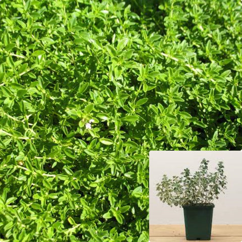 Thyme Lime Lemon Thyme 4Inches Pot Plant Thymus Citriodorus Citrus Citrus Thyme Her Ht7 Best
