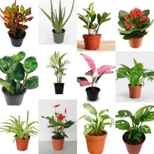 Combo Of 6 Air Clean 4 inches Pot Clean Air Palm Haning Plant Rare Liv –  NNplant