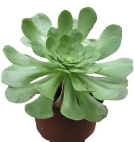 Aeonium Urbicum Plant 4Inches Salad Bowl Saucer Plant Succulent Drought Tolerant Drought Tolerant Ht7 Best