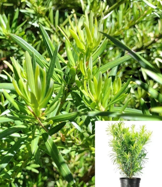 Podocarpus Macrophyllus Maki 5 Gallon Big Leaved Japanese Jew Pine Tree  Live Plant Fr7