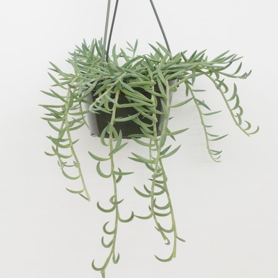 Senecio Radicans 4