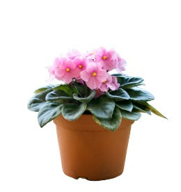 African Violets Light Pink Plant Indoor Houses Saintpaulia Foliage Air Purifying Flowering 4Inches Pot Live Plant