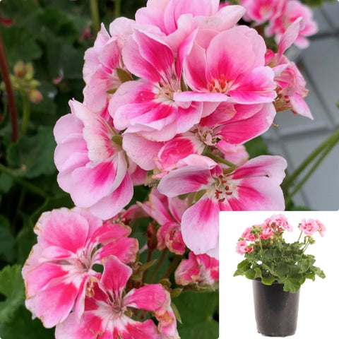 Geranium Zonal  Pink Plant Pelargonium Hortorum Flower Live Plant 1 Gallon ht7 best