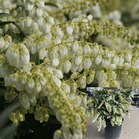 Pieris Japonica Snowdrift 5 Gallon Plant Rare White Lily Of The Valley Shrub Selection Snow Drift Evergreen Shrub Live Plant Ht7