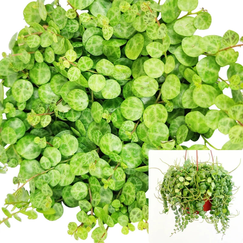 hanging plants bunnings String Of Turtles 6 inches Peomia Prostrata hanging vine creeping rare – NNplant
