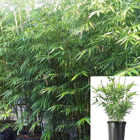 Common green Bamboo Bambusa Plant Live Plant Medium tall privacy plant 5 GALLOn