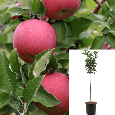 Fruit Apple Pink Lady 7Gallon Malus Pumila Fuji Apple Tree Paradise Apple Pink Lady Apples Fruit Tree Live Plant Fr7