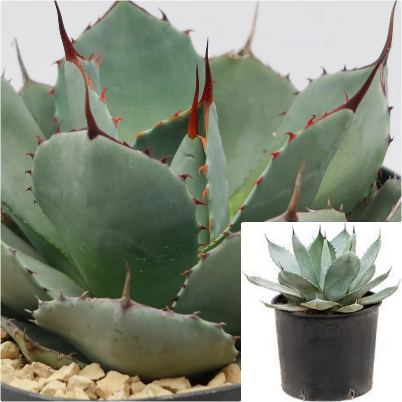 Agave Parryi 1 Gallon Blue Agave Mescal Agave Succulent Cactus Live Plant
