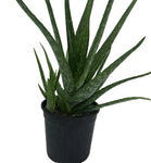 Aloe Vera Plant Succulents 5Gallon Pot Aloe Barbadensis Miller Plant Succulent Ht7