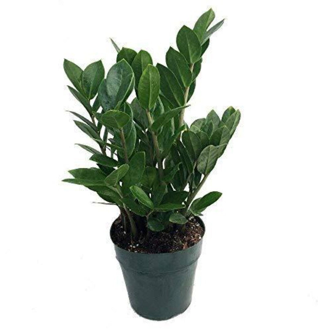 live zz plant Zz Plant Rare 4 inches Zamioculcas Zamiifolia house Live Plant – NNplant