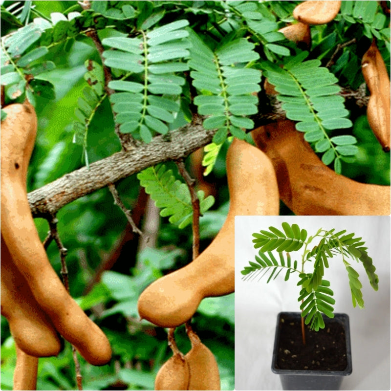 Tamarind 4 inches pot Madeira mahogany Plant Tamarindo Live Plant Ht7