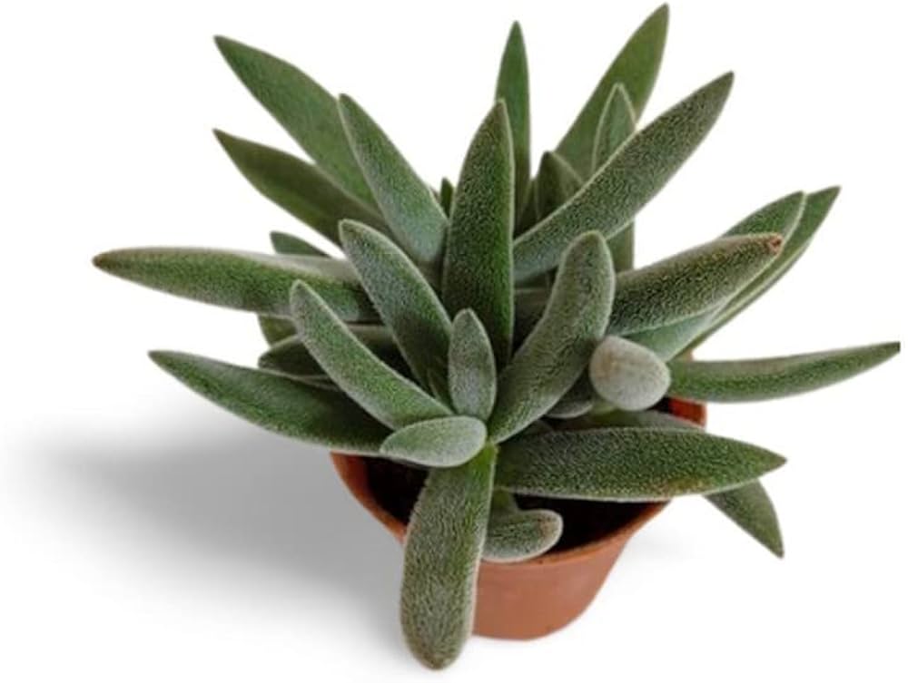 Crassula Mesembryanthemoides Plant 6 inches Moon Glow succulent Ht7 –  NNplant