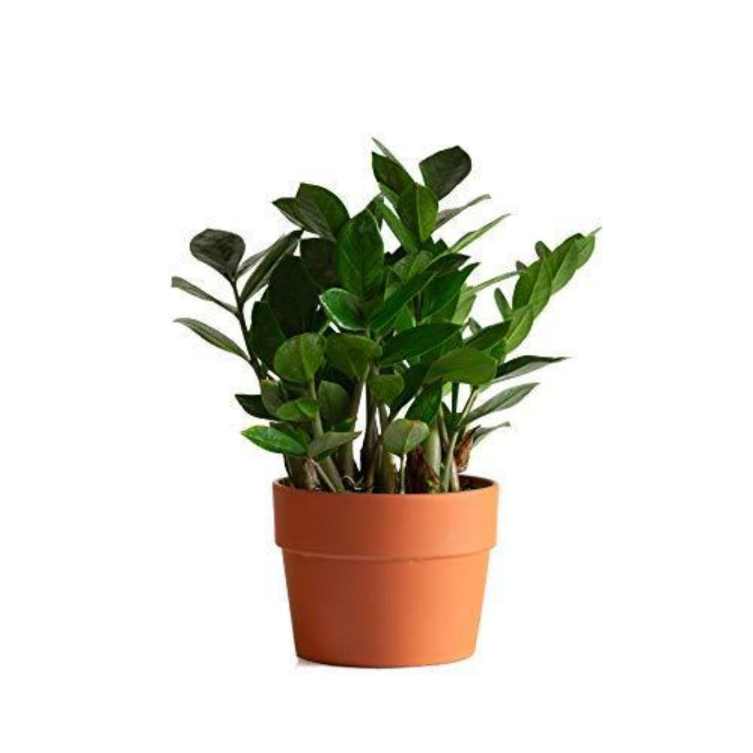 Zz Plant Jungle Zz Zamioculcas Indoor 6 inches Pot house Live Plant
