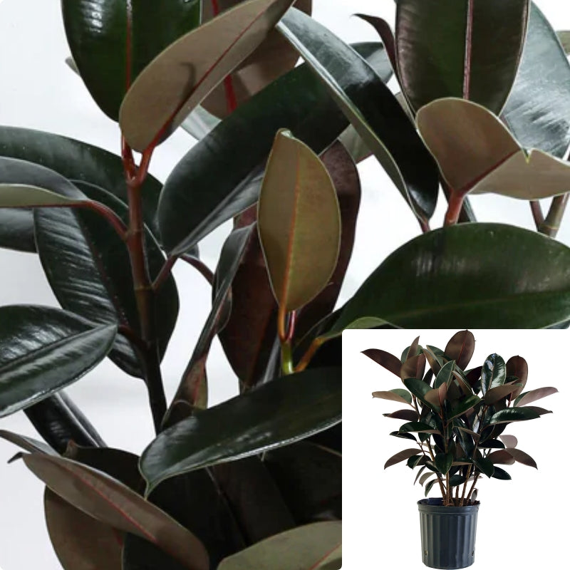 Rubber Burgundy 7 Gallon Ht7 4 5Ft Tall Indian Rubber Rubber Fig Rubbe –  NNplant