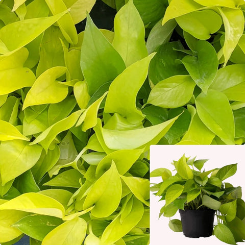 Pothos Neon Plant Epipremnum Aureum Yellow 5 Gallon Pot Large Plant 1 1.5Ft Long Ht7 Best