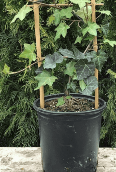 Hedera Canariensis Staked Algerian Ivy 1 Gallon Cover Ivy Live Plant H –  NNplant