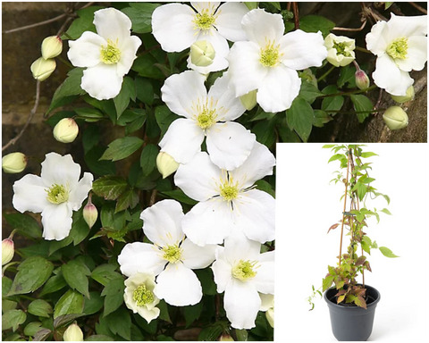 Clematis Montana Grandiflora 5Gallon Plant White Anemone Clematis Palnt Climbers Live Plant Gr7