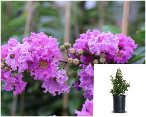 Lagerst Parks Purple Multi 5Gallon Plant Crape Myrtle Palnt Shrubs Live Plant Gr7