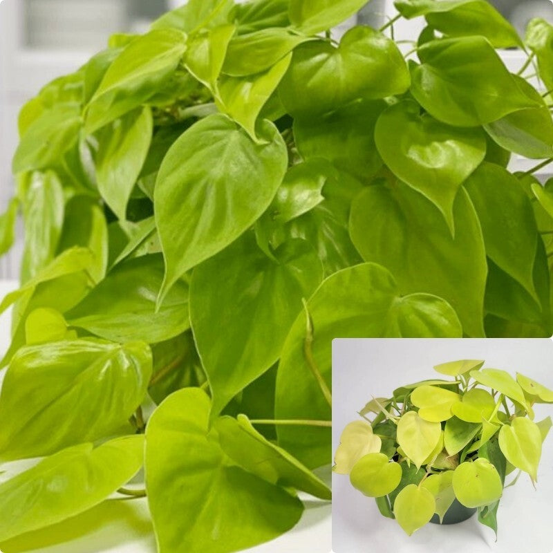 philodendron malay Philodendron Lemon lime neon cordatum heart leaf Malay Gold Live Plant – NNplant