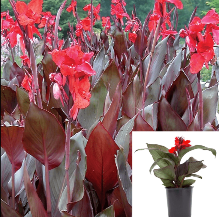 Canna Australia 4 inches Plant Canna Lily Plant Red Leaf Orange Flower –  NNplant