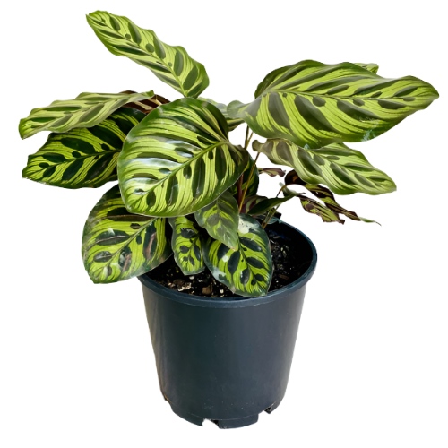 living plant calathea Calathea Burblemaxi Plant 4 inches Peacock Plant Cathedral Windows Live  plant Ht7