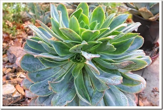Aeonium Hierrense Agavaceae 4 inches Succulent Live plant Ht7