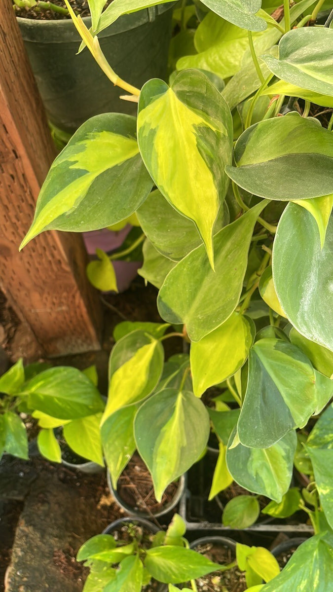 philodendron cordatum kunth ex schott 10 Cuttings Philodendron cordatum Kunth ex Schott Plant heartleaf  philodendron