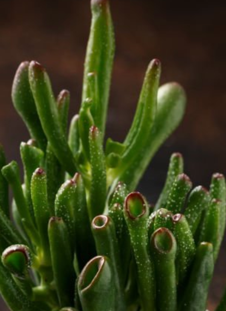 20 Cuttings Crassula Gollum Jade Crassula Elephant foot Succulent Live –  NNplant