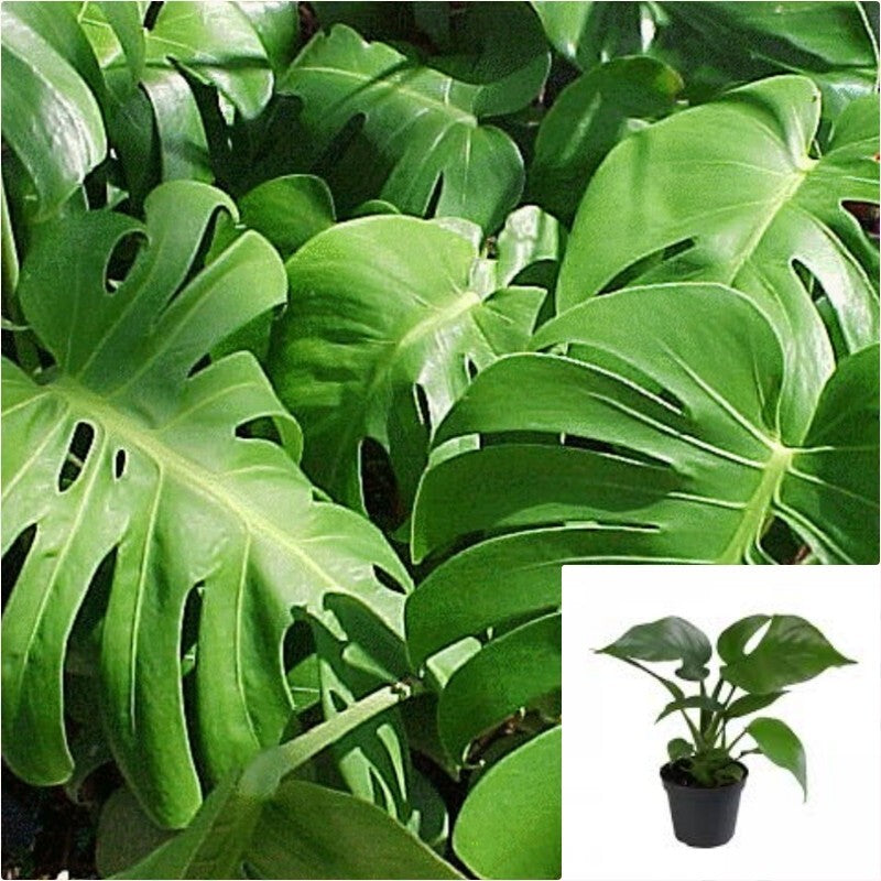 Monstera deliciosa Split Leaf Philodendron Lacy Leaf live flower Plant   NNplant