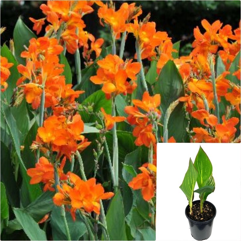 canna lily orange flower Canna Orange 4 inches Plant Canna Lily Plant Orange Flower Lily Live P –  NNplant