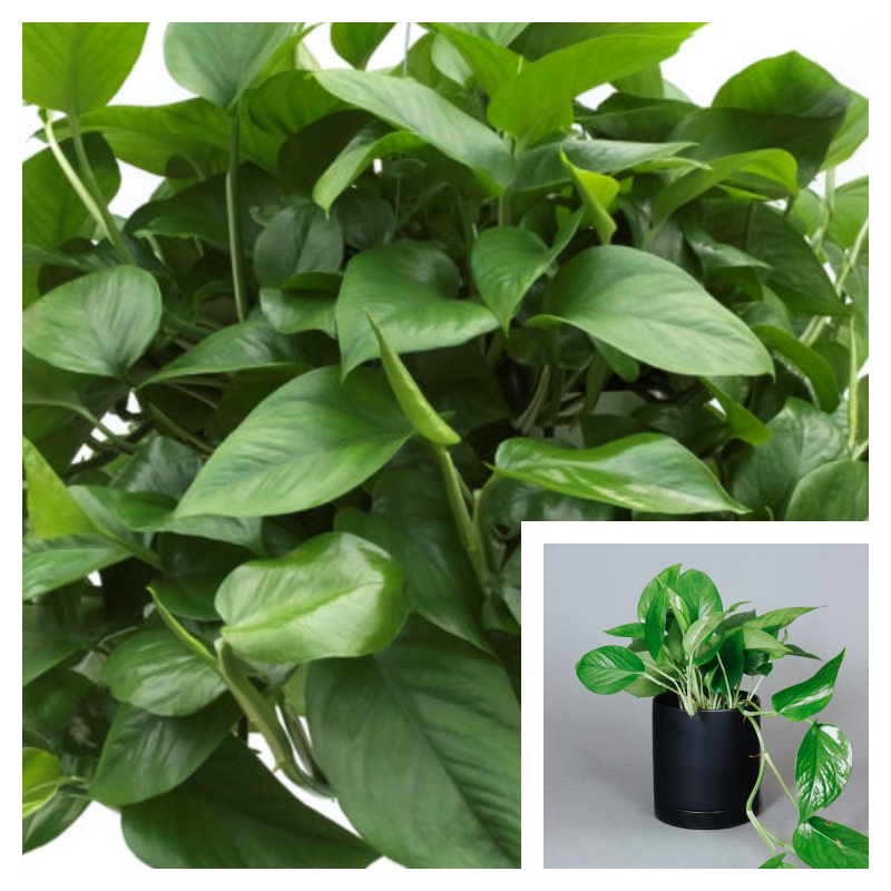 Pothos Green 4 inches Pot Epipremnum aureum pothos Jade green Pothos G –  NNplant