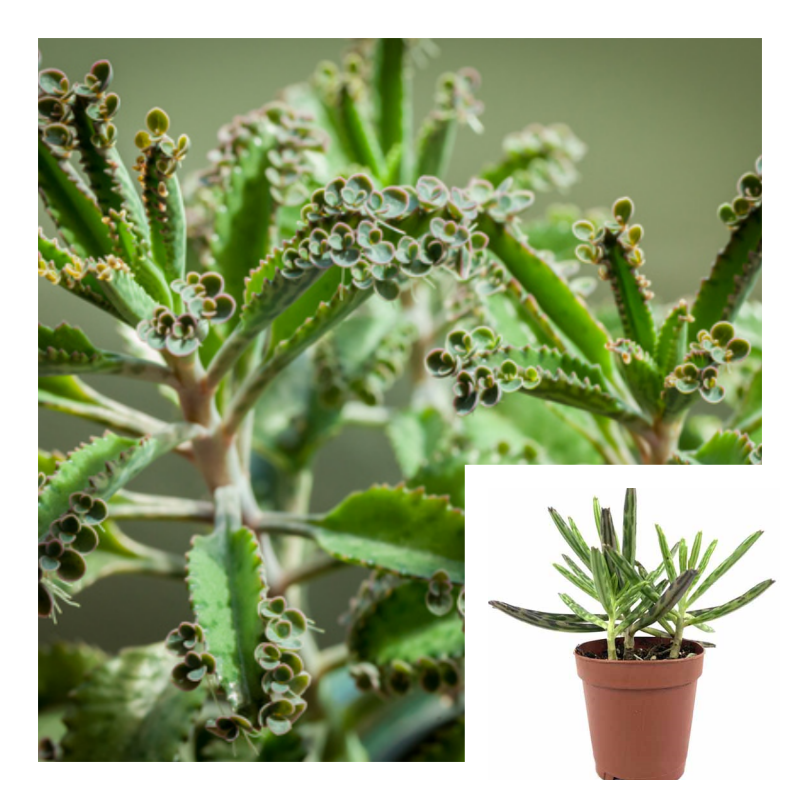 mother of millions house plant Mother Of Millions 4 inches Kalanchoe Daigremontiana Devils Backbone L –  NNplant