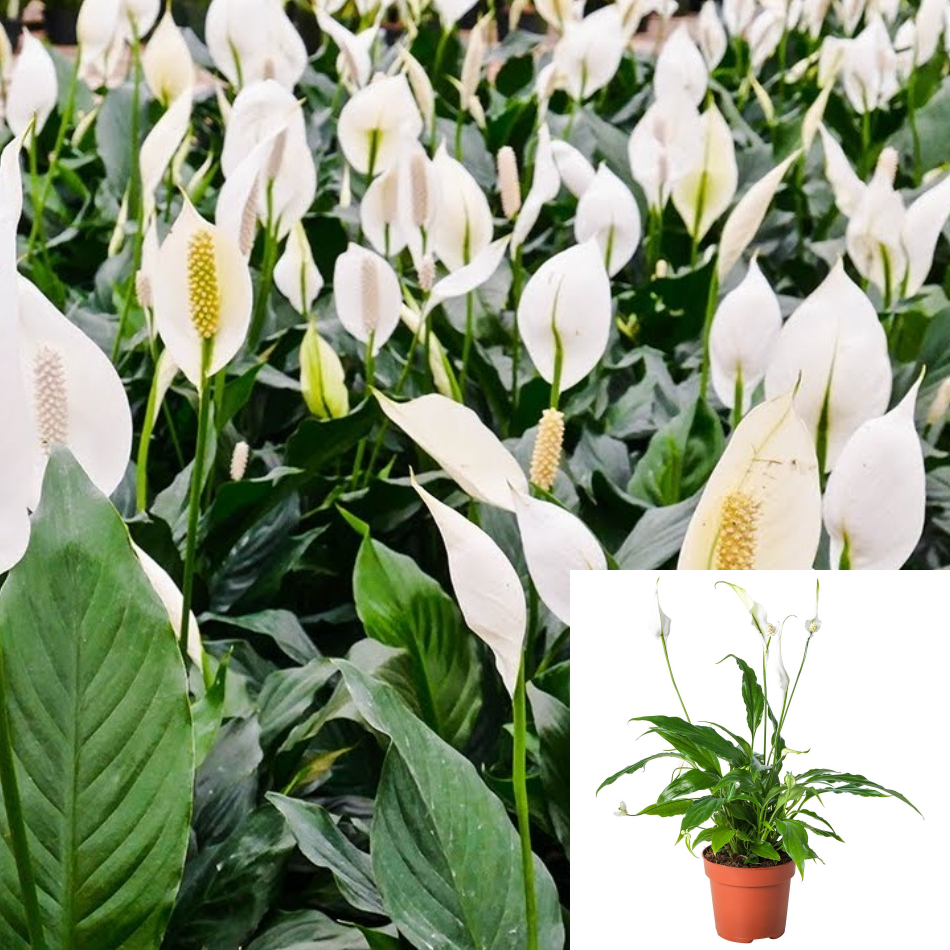 white silver peace lily Spathiphyllum 'Peace Lily' 4" Pot