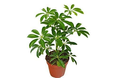 octopus plant schefflera arboricola Schefflera Arboricola green umbrella Octopus Paraso tree Live Plant 4 – NNplant
