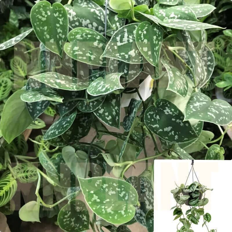 philodendron silver pothos Pothos Satin 6 inches pot silver silk philodendron Scindapsus pictus l –  NNplant