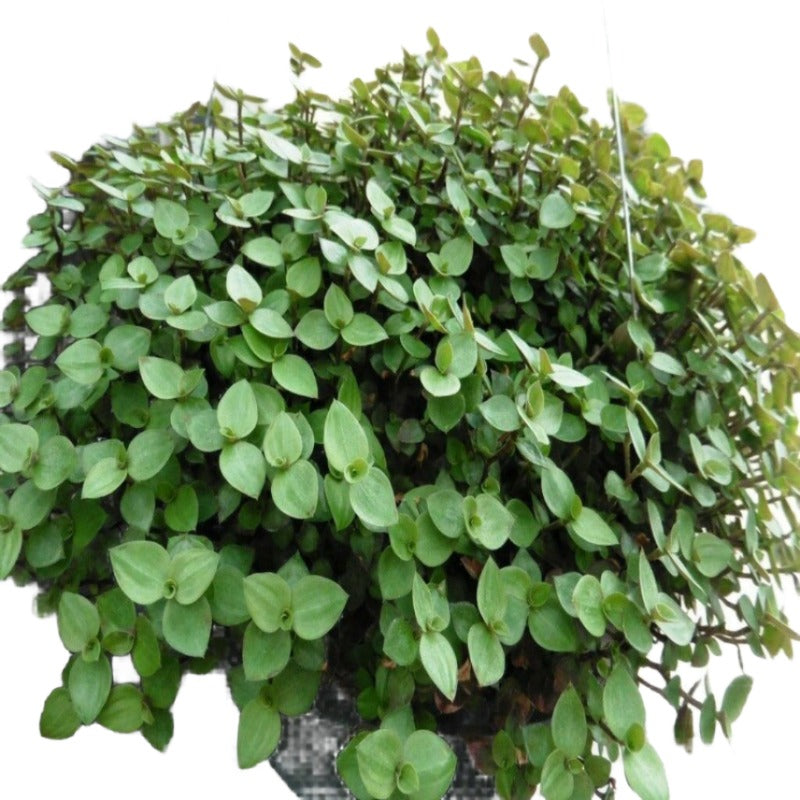 bolivian jew plant indoors Tradescantia Bolivian Jew 6 inches Pot Vine Tradescantia Minima Callisia  Repens ht7