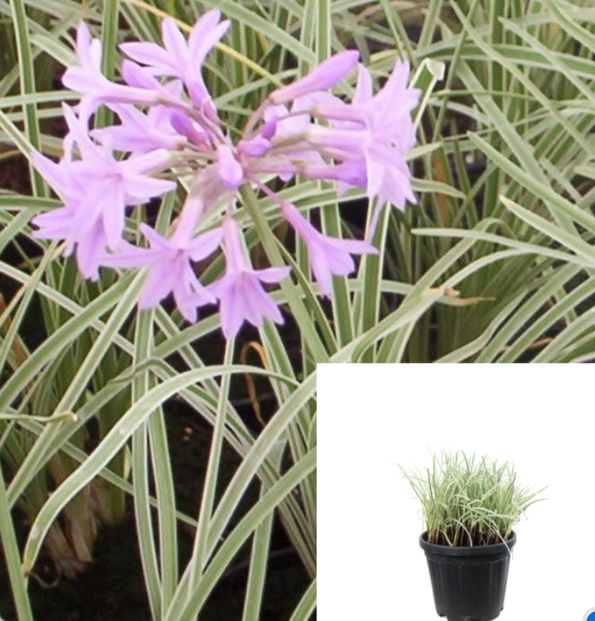 Tulbaghia Violacea Variegated 4 inches pot Society sweet Garlic live p –  NNplant