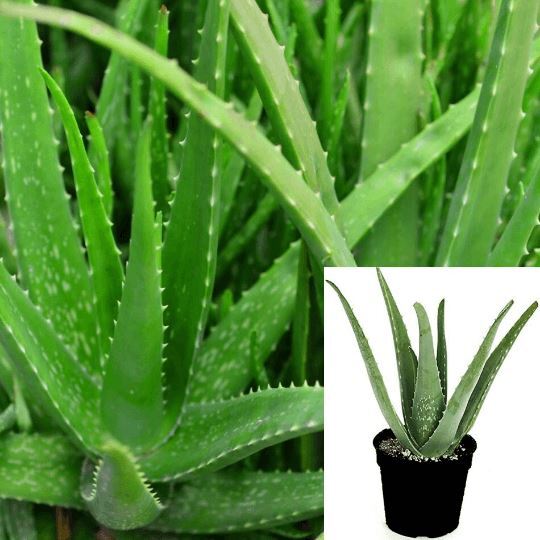 Aloe Vera Plant Succulents Aloe Barbadensis Miller Live Plant 4 inches –  NNplant