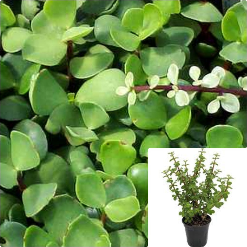 portulacaria afra Elephant Bush Portulacaria Afra succulent Pot Live Plant – NNplant
