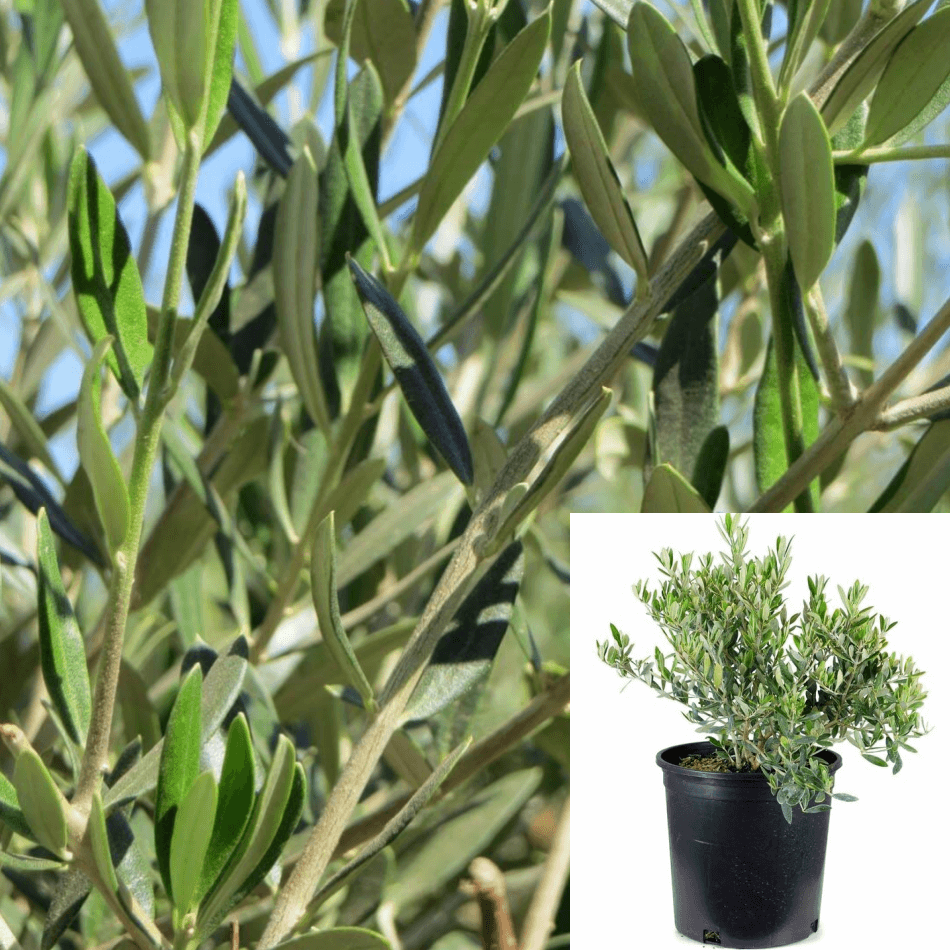 olive plant Olea Europaea Compacta 1 Gallon Little Ollie Dwarf Olive Plant Live Pl –  NNplant