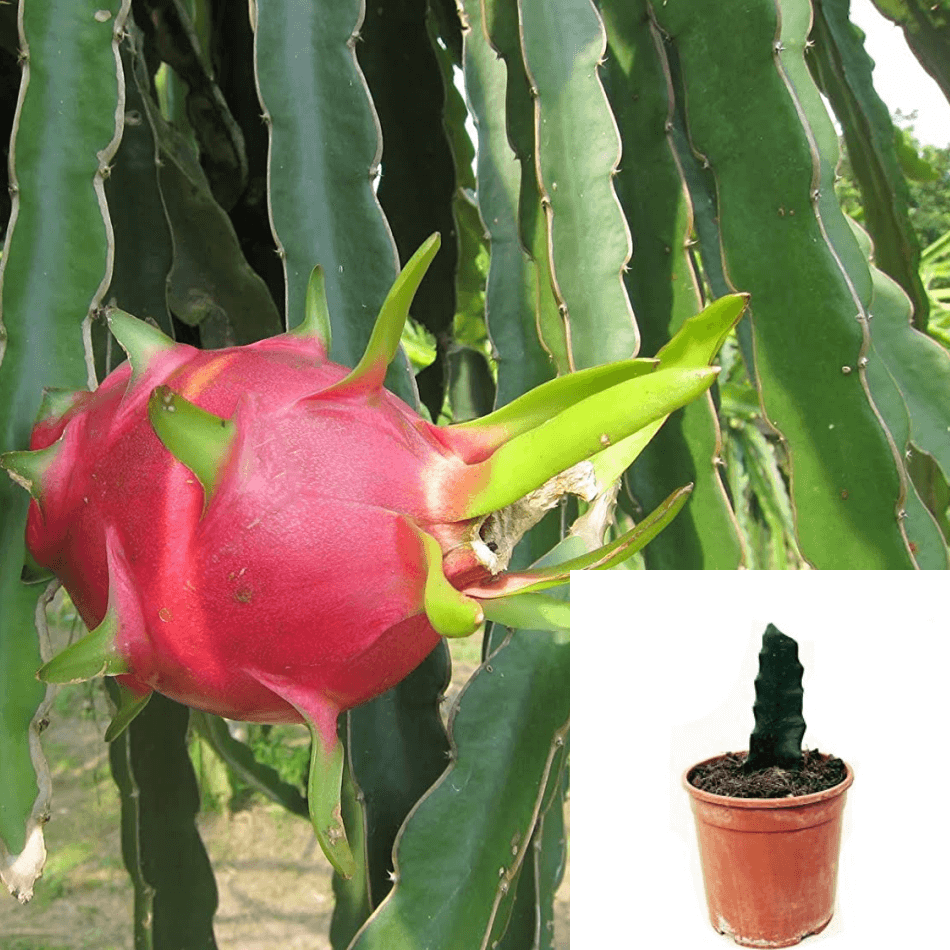 dragon fruit succulent plants Dragon Fruit Pitaya Selenicereus Undatus 4 " pot Dragon Fruit Pitaya C – NNplant