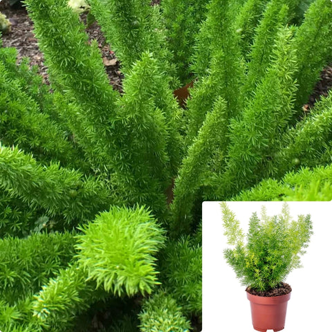 Asparagus Foxtail Sprenger Asparagus Fern 6Inches Pot Live Plant Ht7 best