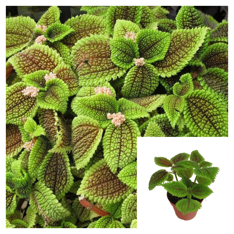 Pilea Moon Valley main image 1